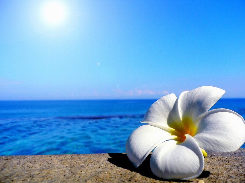 White Frangipani Flower — Blue, Serene, Afternoon