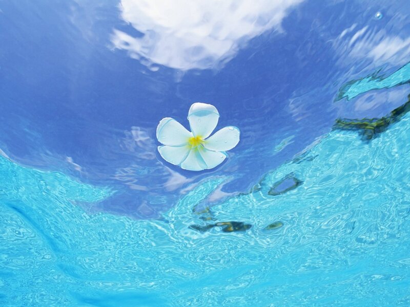 White Frangipani Flower — Blue, Serene