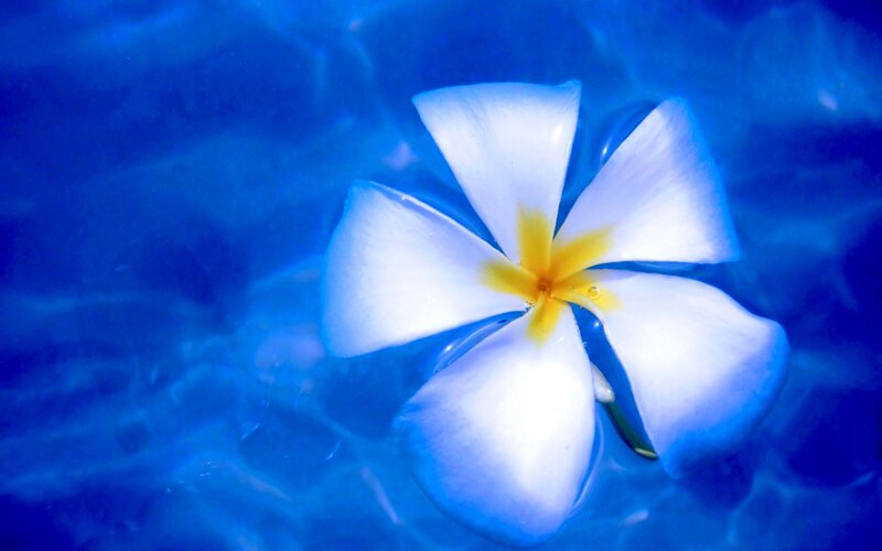 White Frangipani Flower — Blue