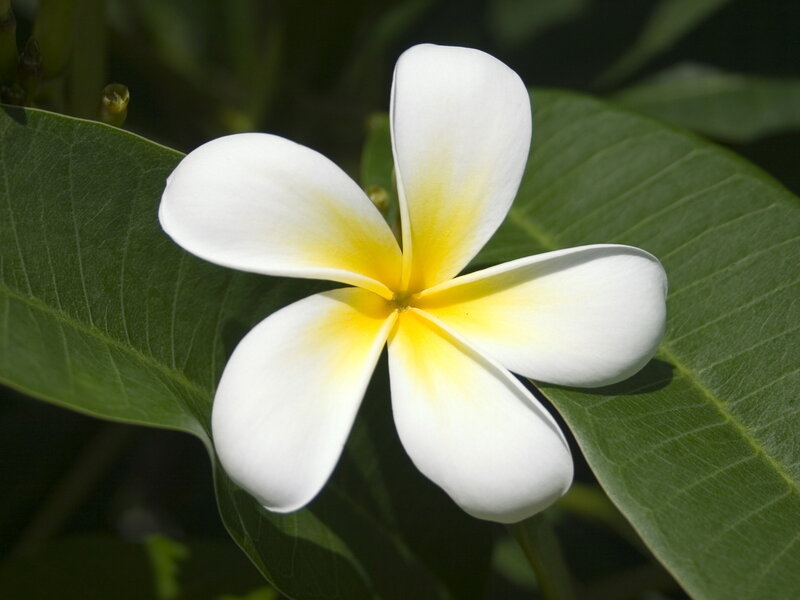 White Frangipani Flower — Calm, Afternoon