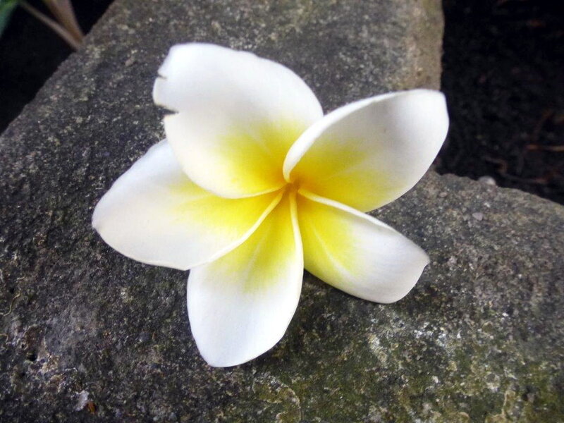 White Frangipani Flower — Calm, Photograph, Stone
