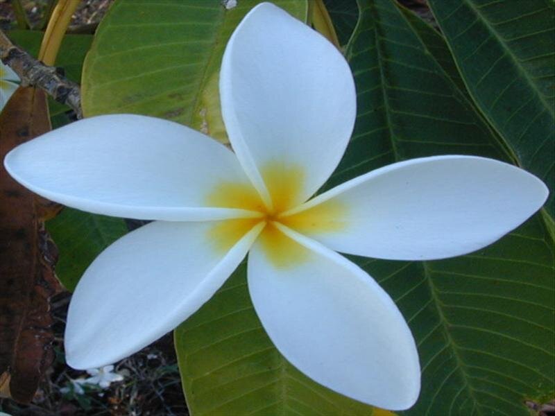 White Frangipani Flower — Calm, Photograph
