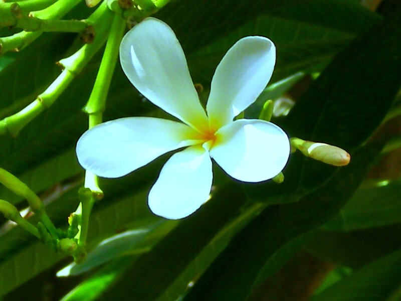 White Frangipani Flower — Calm