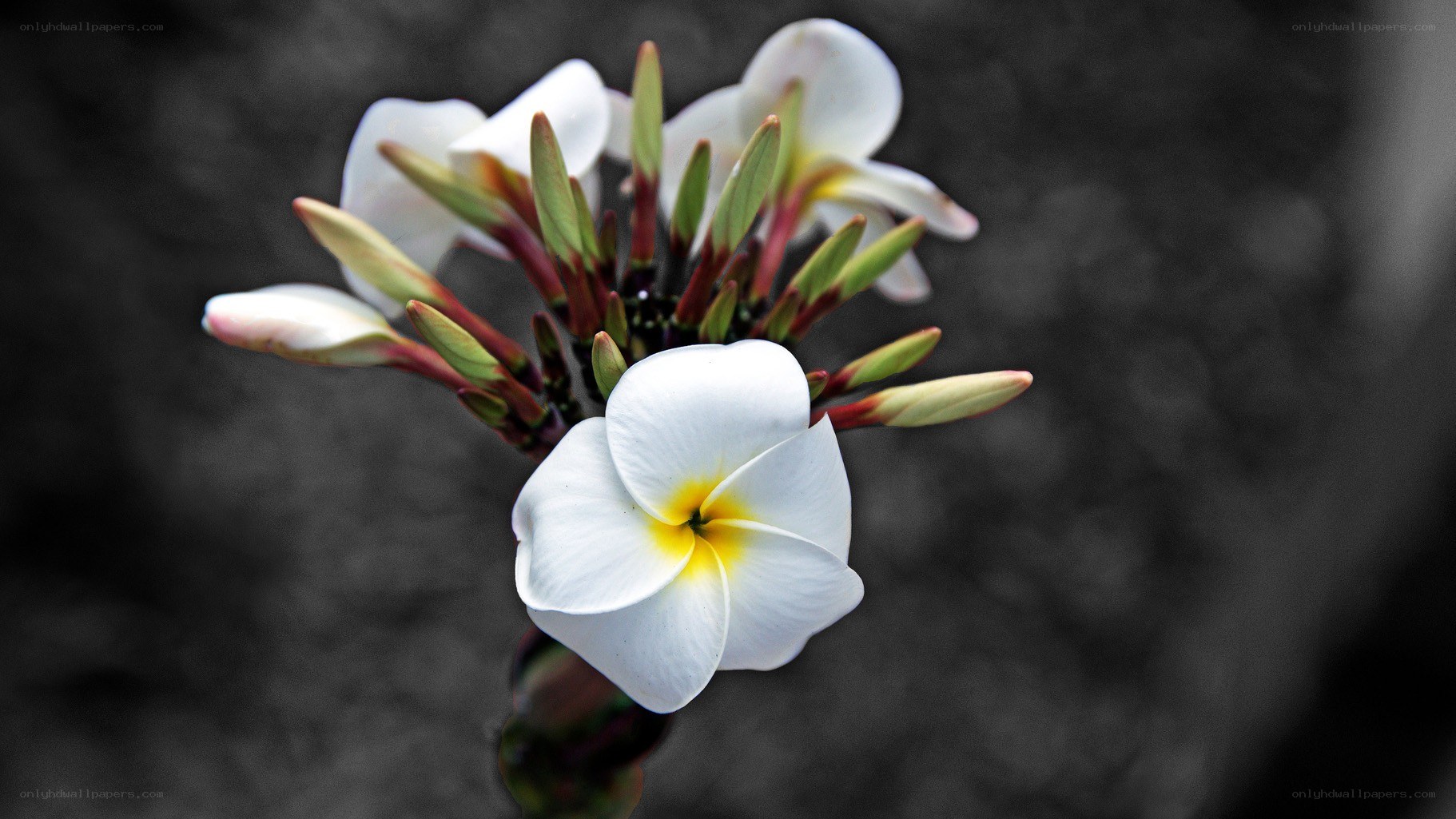 white frangipani flower close-up