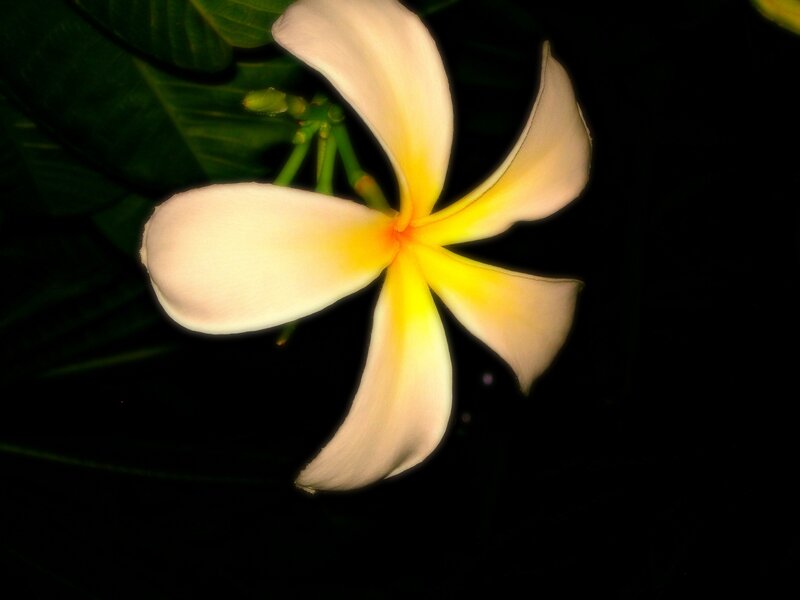 White Frangipani Flower — Dramatic, Night