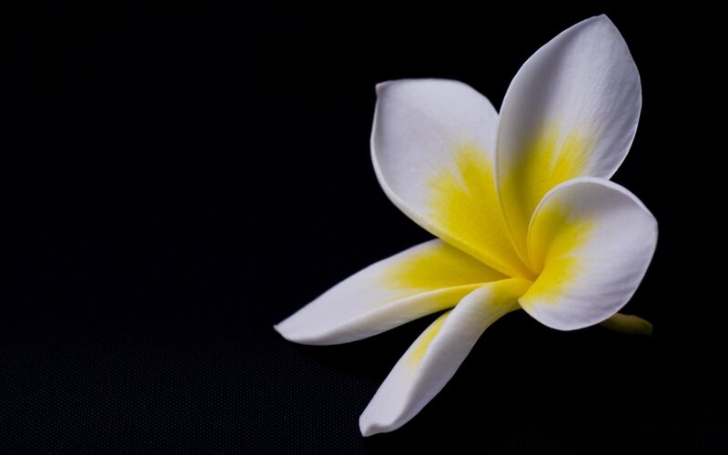 White Frangipani Flower — Dramatic, Photograph