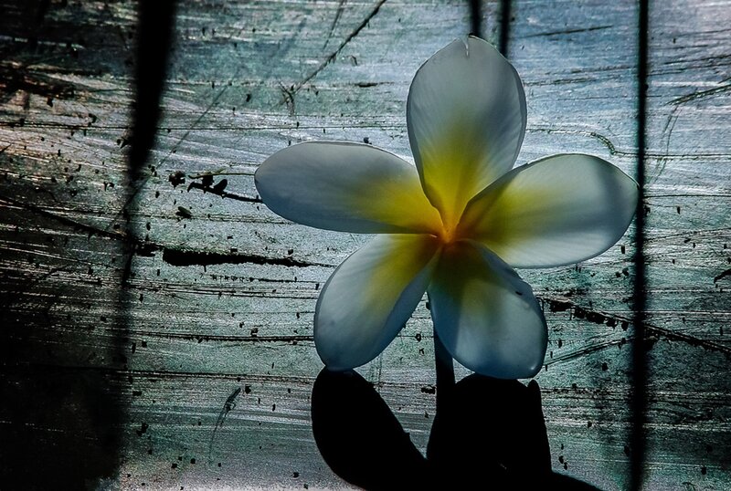 White Frangipani Flower — Dramatic, Photograph, Wooden Surface