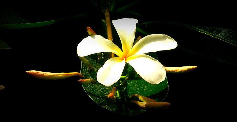 White Frangipani Flower — Dramatic