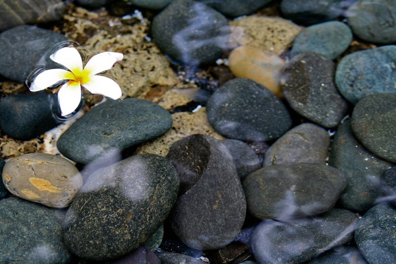 White Frangipani Flower — Gray