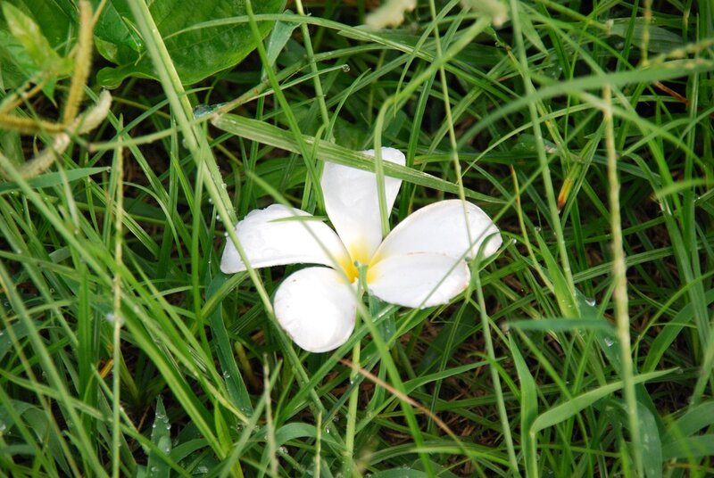 White Frangipani Flower — Green, Calm