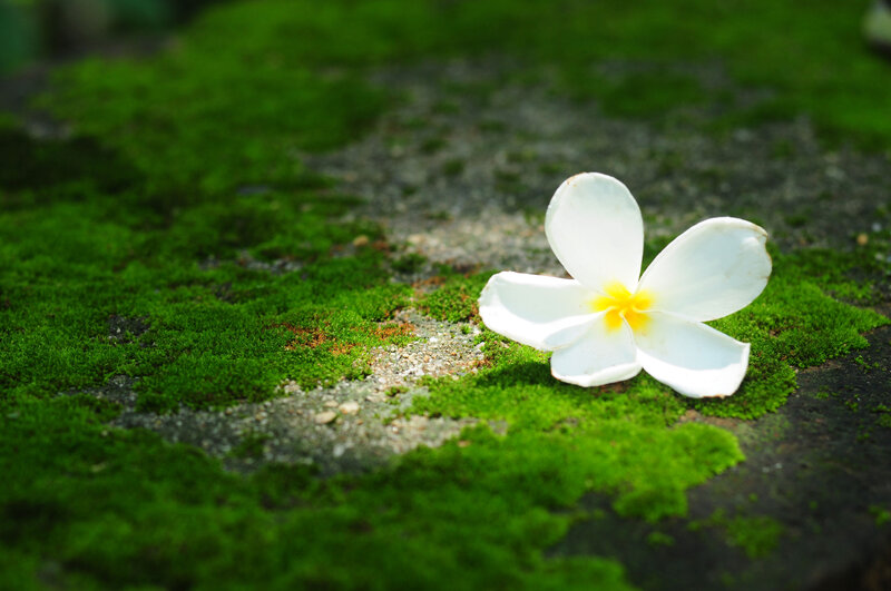 White Frangipani Flower — Green, Serene, Afternoon, Photograph