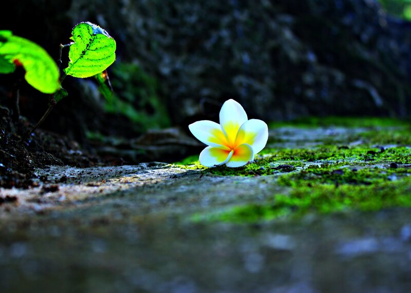 White Frangipani Flower — Green, Serene
