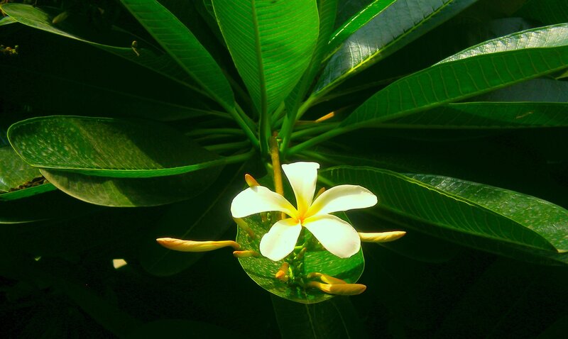 White Frangipani Flower — Green