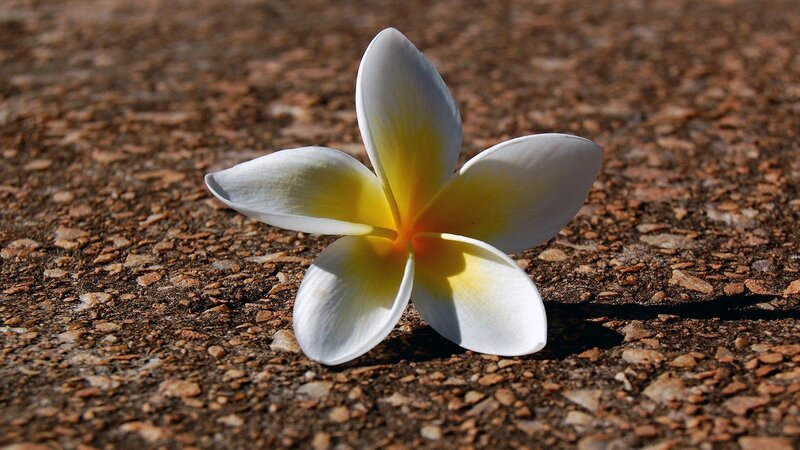 White Frangipani Flower — Ground
