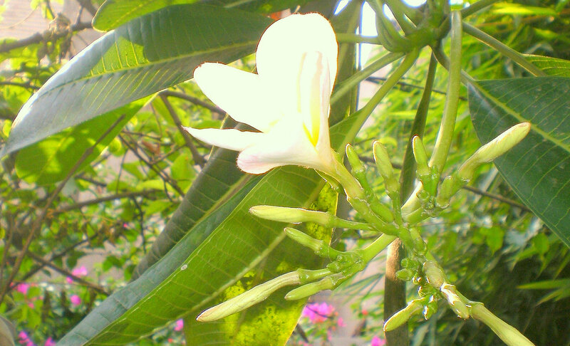 White frangipani flower in bloom