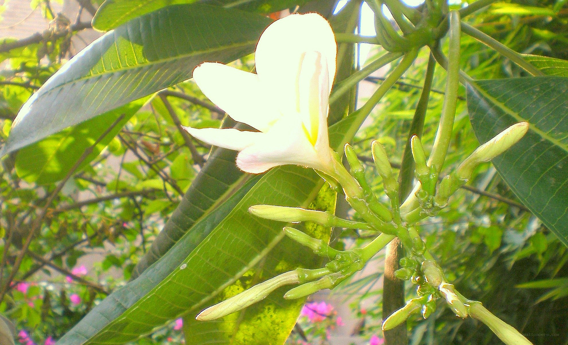 White frangipani flower in bloom