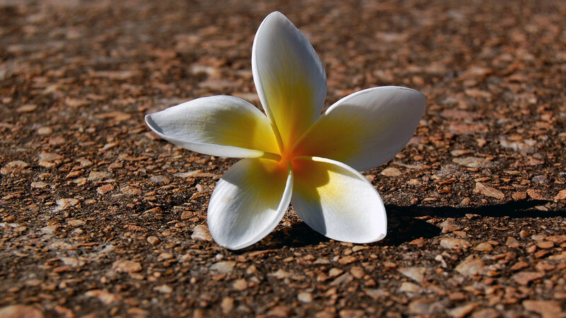 White frangipani flower on ground