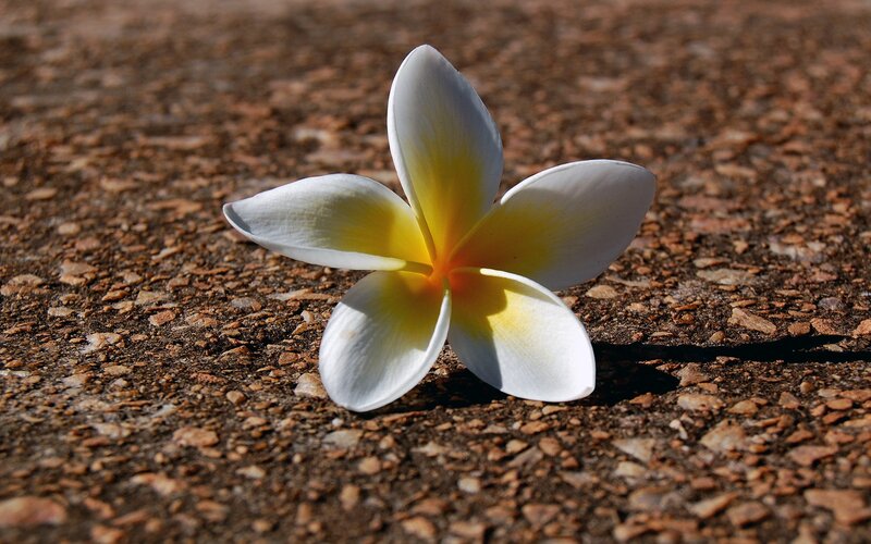 white frangipani flower on ground