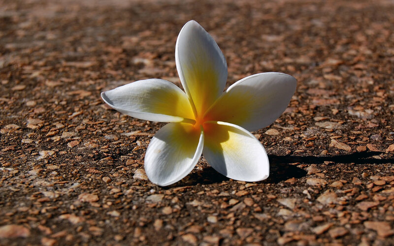 White frangipani flower on ground