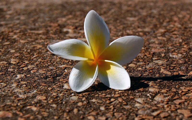 white frangipani flower on ground