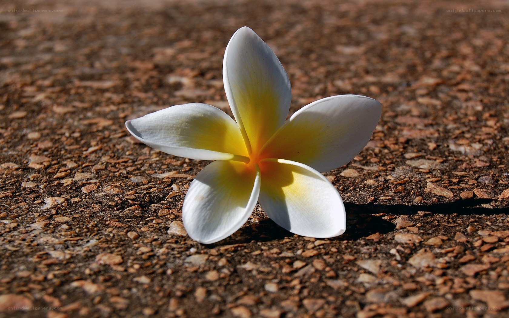 white frangipani flower on ground