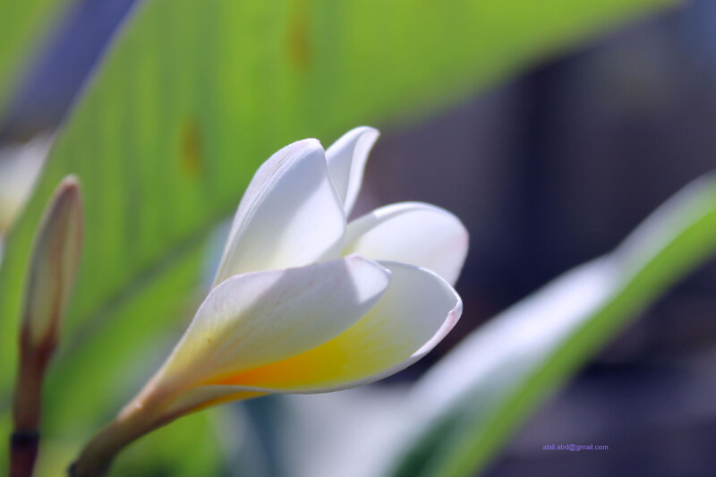 White Frangipani Flower — Serene, Afternoon, Photograph, Flower Bud