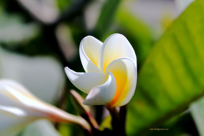 White Frangipani Flower — Serene, Afternoon, Photograph, Green Leaf