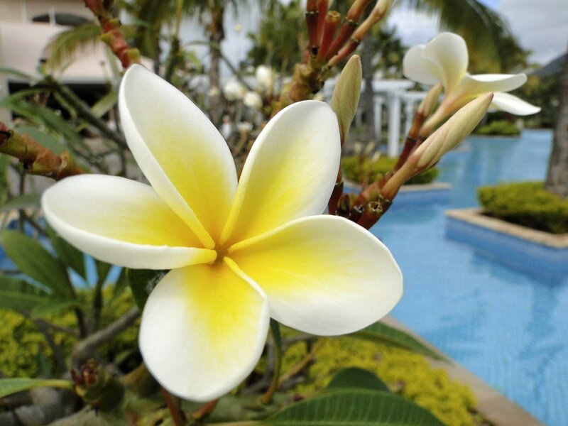 White Frangipani Flower — Serene, Afternoon, Photograph, Pool, Palm Trees