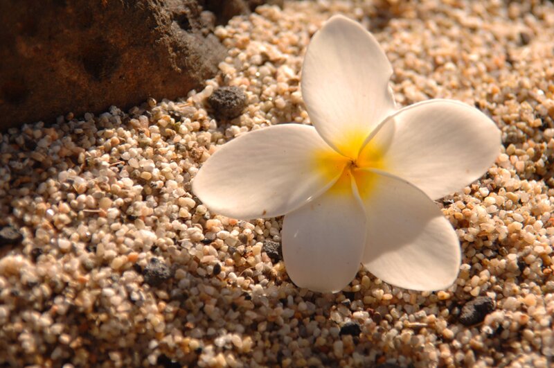 White Frangipani Flower — Serene, Afternoon, Photograph, Sand, Rock