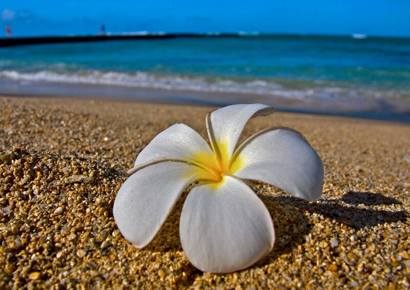 White Frangipani Flower — Serene, Afternoon, Photograph, Sand