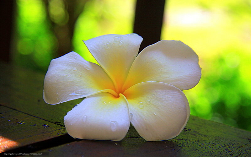 White Frangipani Flower — Serene, Afternoon, Photograph, Wood Surface