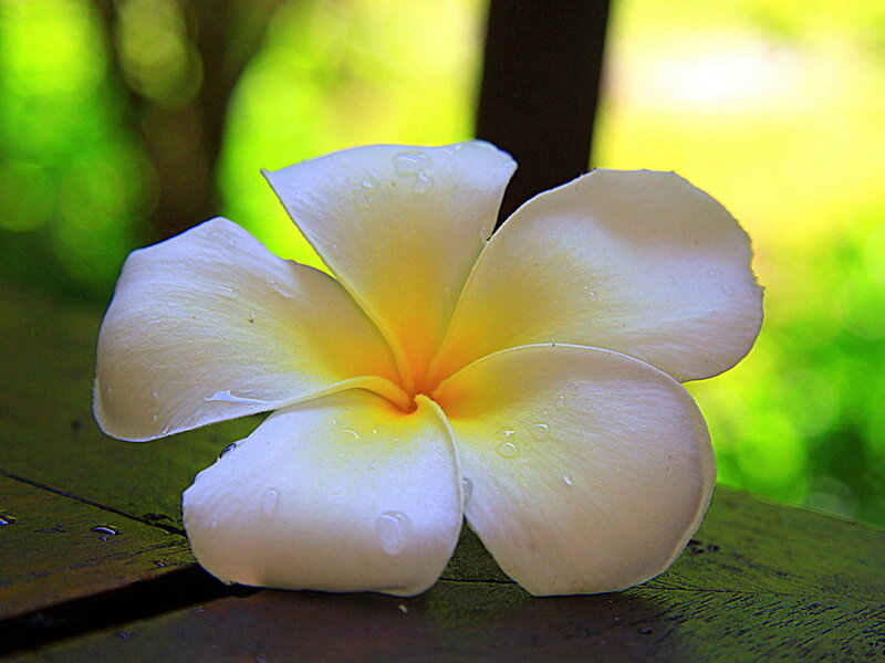 White Frangipani Flower — Serene, Afternoon, Photograph, Wooden Surface