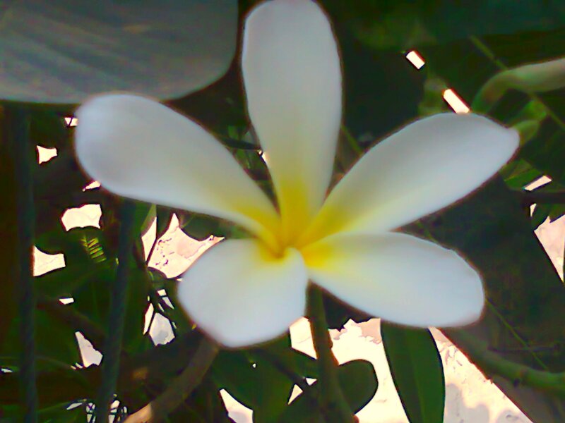 White Frangipani Flower — Serene, Afternoon