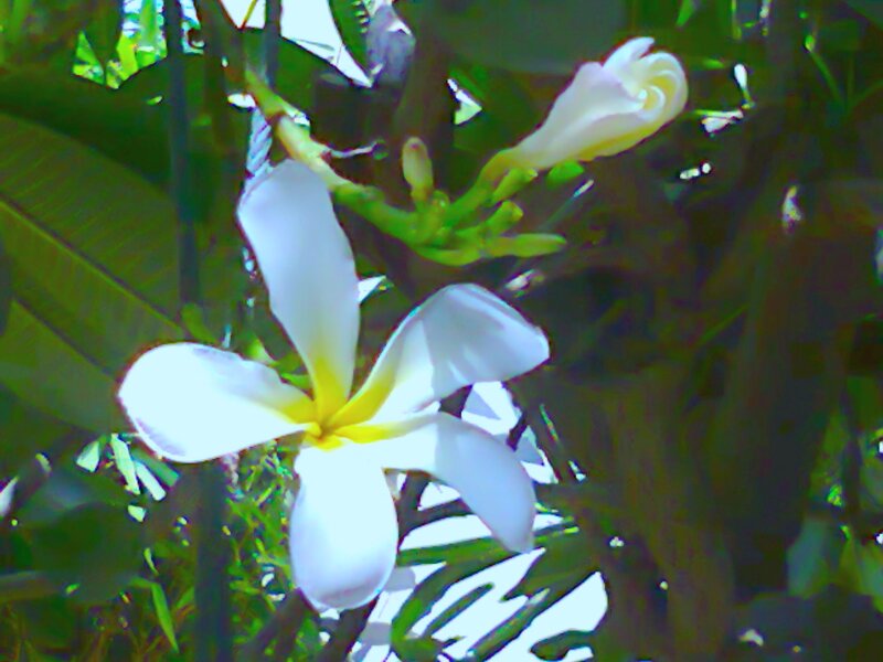 White Frangipani Flower — Serene, Daytime