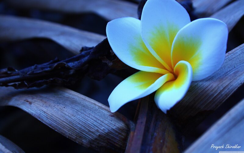 White Frangipani Flower — Serene, Night