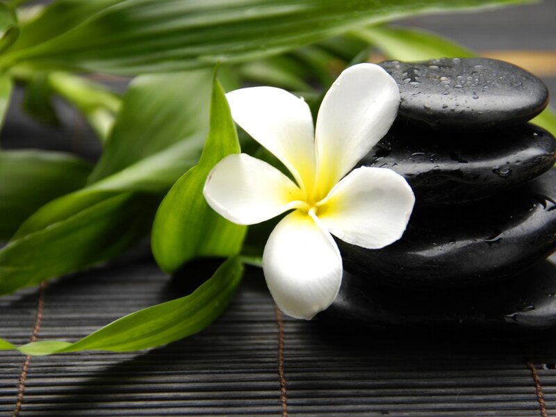 White Frangipani Flower — Serene, Photograph, Black Stones