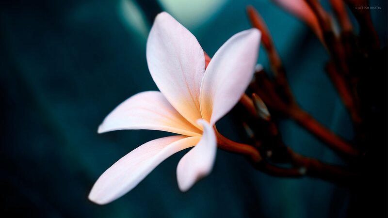 White Frangipani Flower — Serene, Photograph, Branch