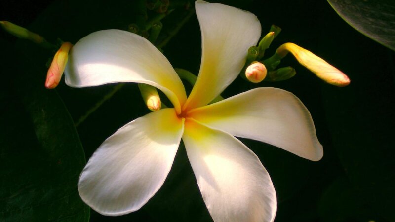 White Frangipani Flower — Serene, Photograph, Buds