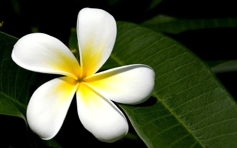 White Frangipani Flower — Serene, Photograph, Leaf