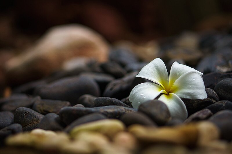 White Frangipani Flower — Serene, Photograph, Pebbles