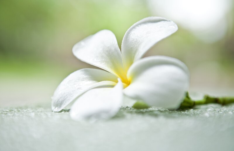 White Frangipani Flower — Serene, Photograph, Petals, Stem