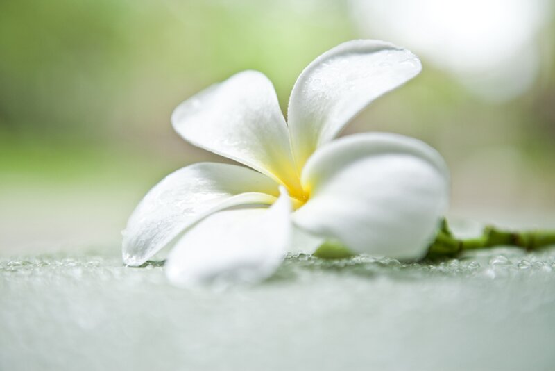 White Frangipani Flower — Serene, Photograph, Petals