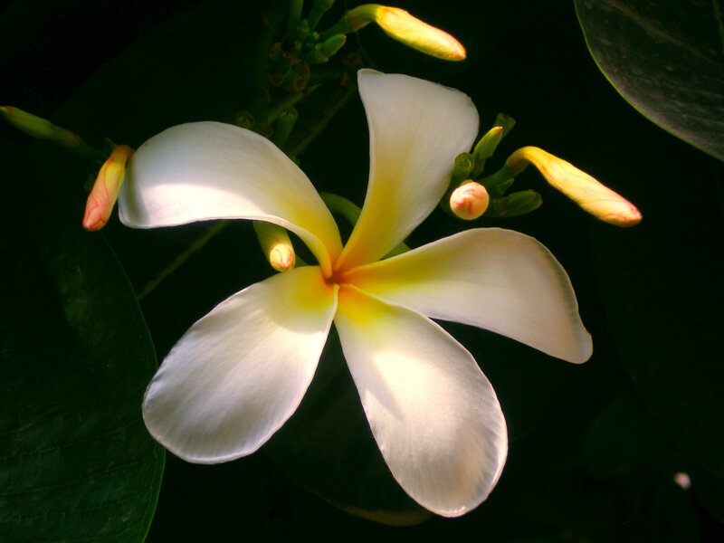 White Frangipani Flower — Serene, Photograph