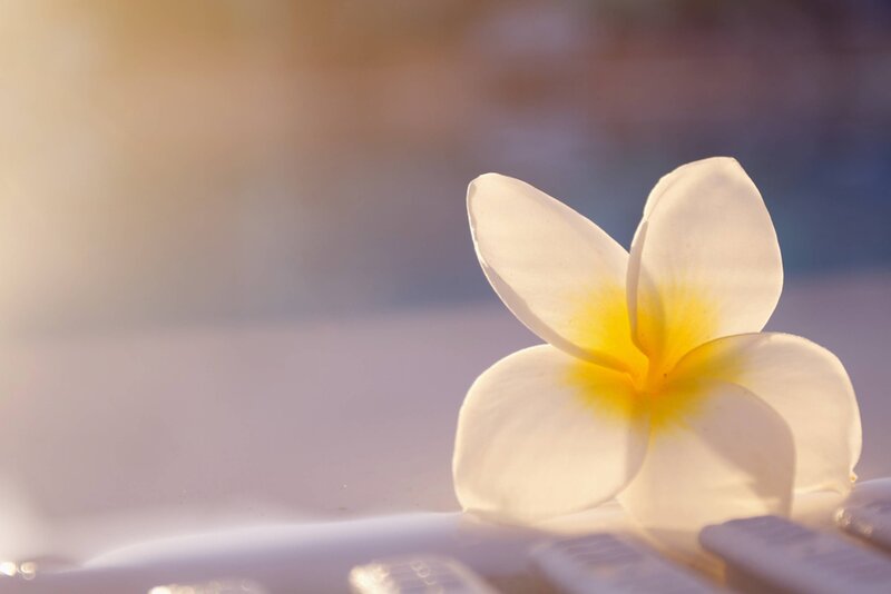 White Frangipani Flower — Serene, Sunset
