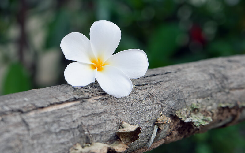 White Frangipani Flower — Serene
