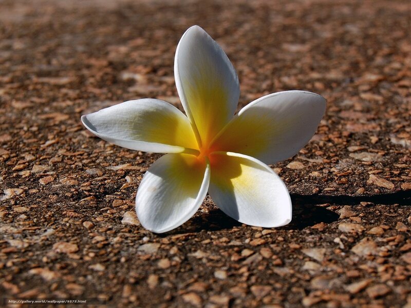 white frangipani flower