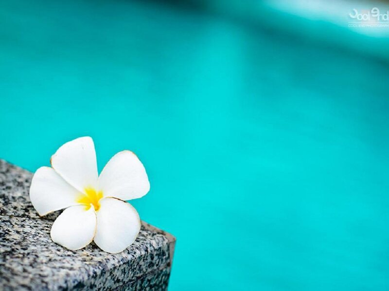 White Frangipani Flower — Turquoise