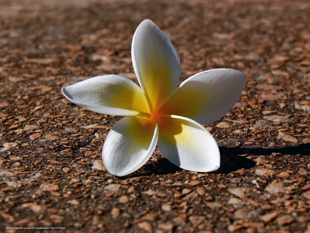 white frangipani flower