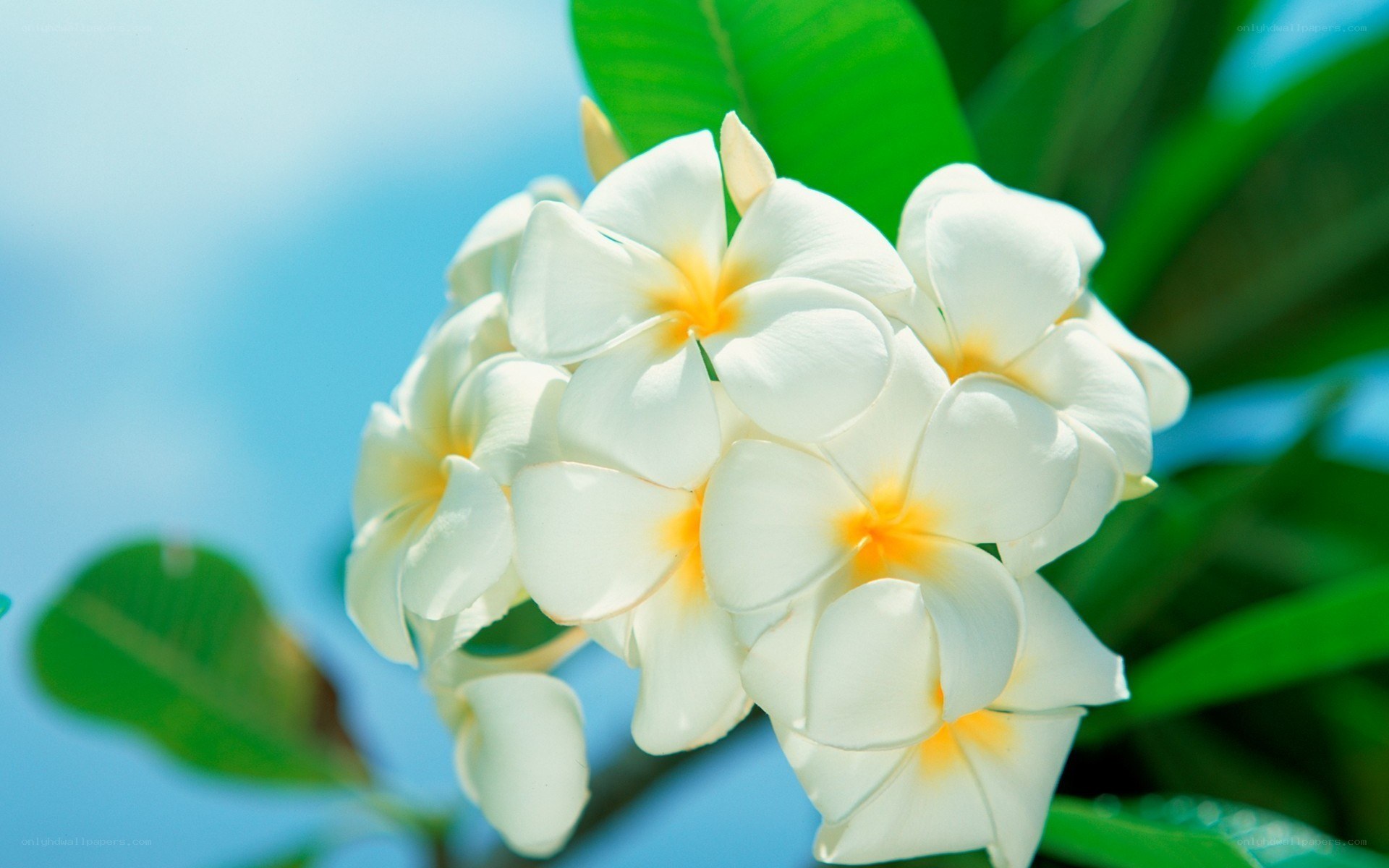 white frangipani flowers
