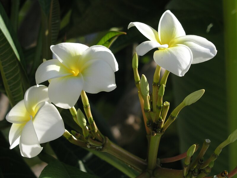 white frangipani flowers